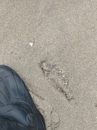 浜岡海岸