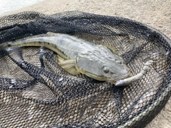 マゴチの釣果