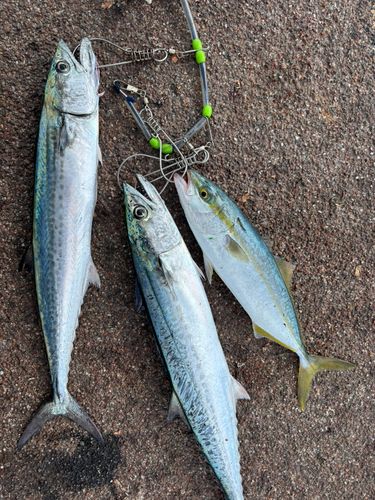 サゴシの釣果