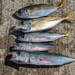 アジ