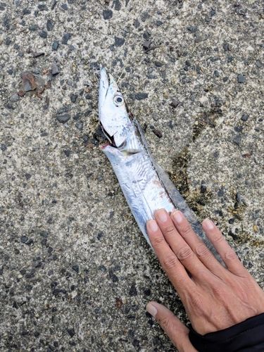 タチウオの釣果