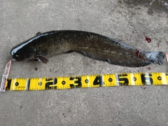 ナマズの釣果