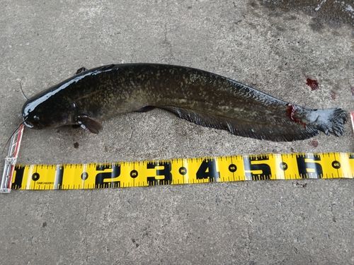 ナマズの釣果
