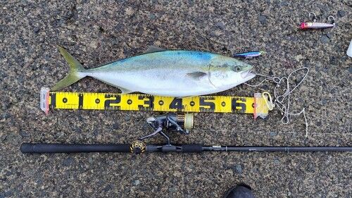 ワラサの釣果