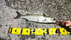 ボラの釣果