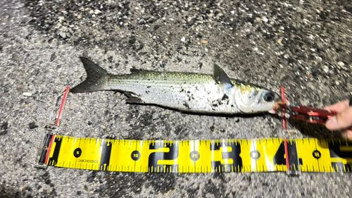ボラの釣果