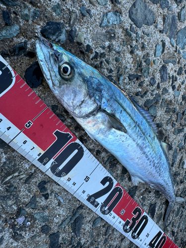 サゴシの釣果