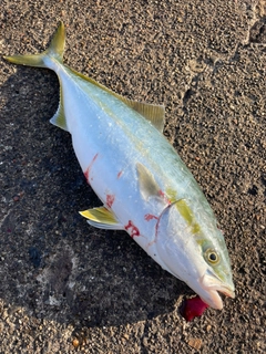 イナダの釣果