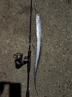 タチウオの釣果