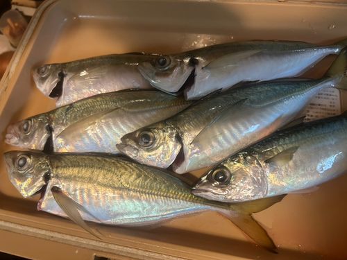 アジの釣果