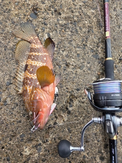 キジハタの釣果