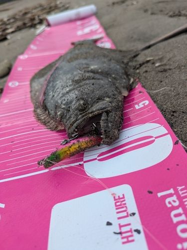 ヒラメの釣果