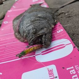 ヒラメ