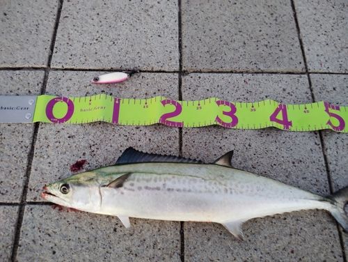 サゴシの釣果