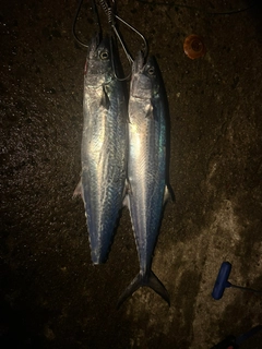 サゴシの釣果