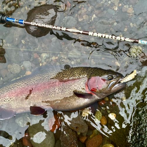 ニジマスの釣果
