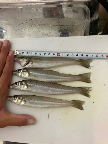 キスの釣果