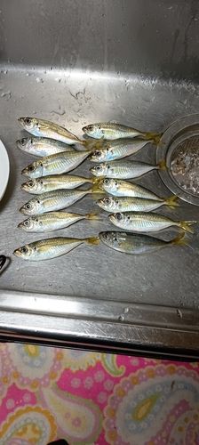伊勢湾湾奥