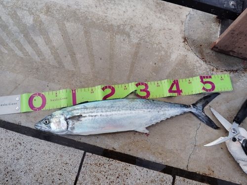 サゴシの釣果