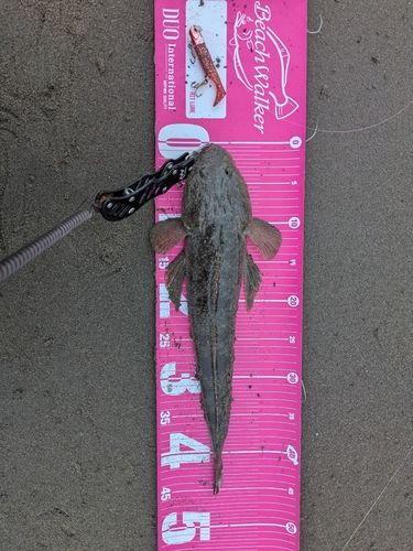 マゴチの釣果