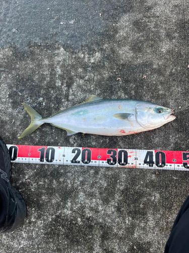 イナダの釣果