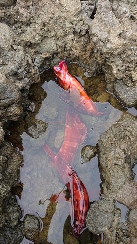 アカハタの釣果