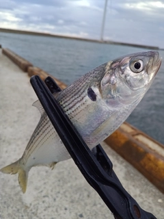 コノシロの釣果