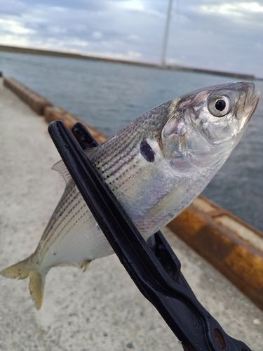 コノシロの釣果