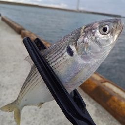 コノシロ