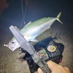 サバ