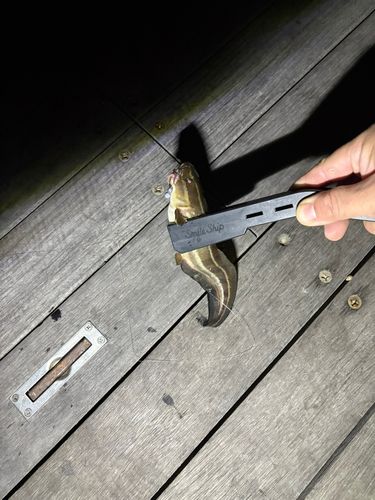 ゴンズイの釣果