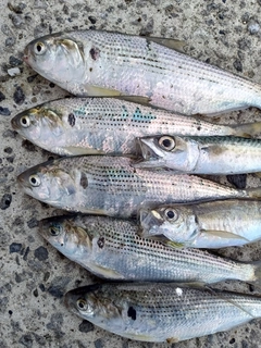 コノシロの釣果