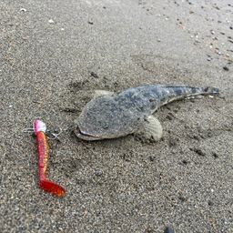 マゴチ