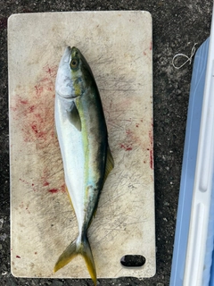 モジャコの釣果