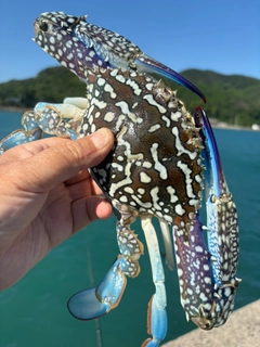 カニの釣果