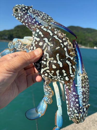 カニの釣果
