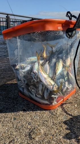 釣果