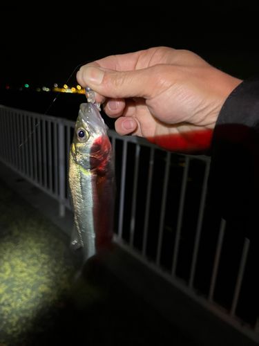 セイゴ（マルスズキ）の釣果