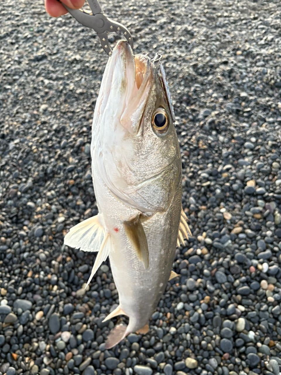 AbuGarcia ソルティスタイル トリプルコンセプト SSTS-882MLT-KRの最