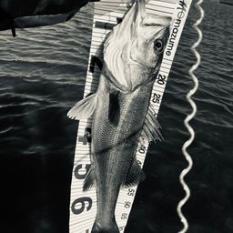シーバス