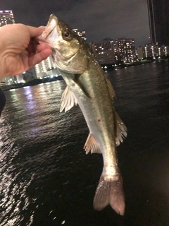 シーバスの釣果