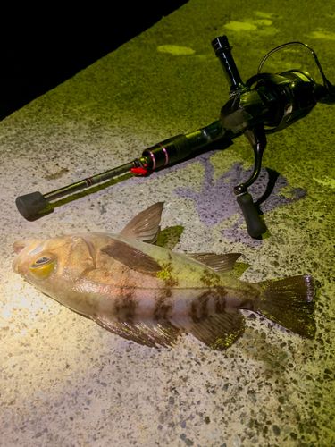 シロメバルの釣果