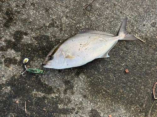 ショゴの釣果