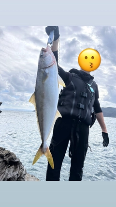 ヒラマサの釣果