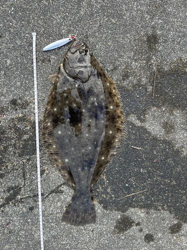 ヒラメの釣果