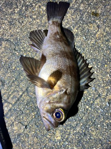 メバルの釣果