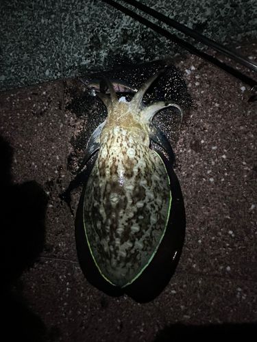 コウイカの釣果