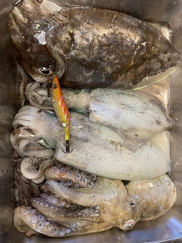 アオリイカの釣果