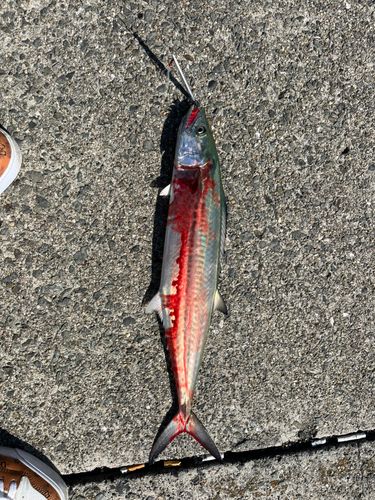 サゴシの釣果