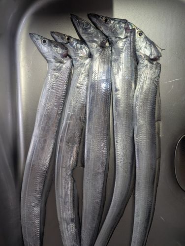 タチウオの釣果